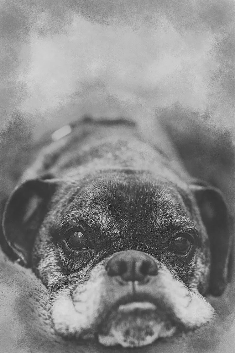 Pencil-style portrait of a bulldog