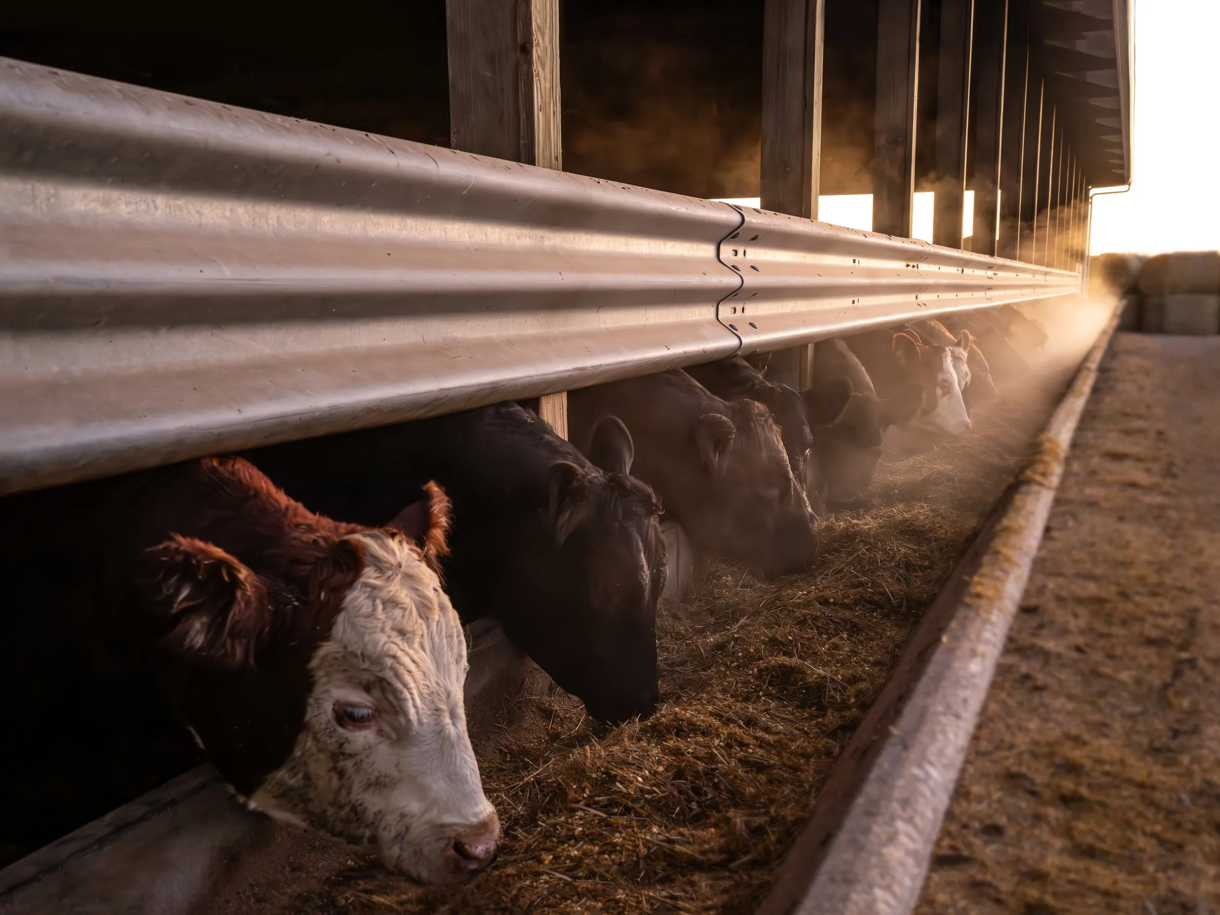 Cattle feeding along a barn trough